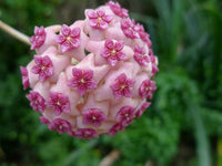 Bright Pink Hoya Flower Seeds for Planting Shade Tolerant Heirloom & GMO Free Seeds for Home Garden
 
 Sale