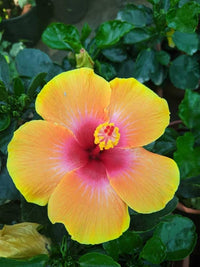 MultiColour Hibiscus Flower seeds for Planting Hardy Variety Heirloom & GMO Free Seeds for Home Garden
 
 Sale