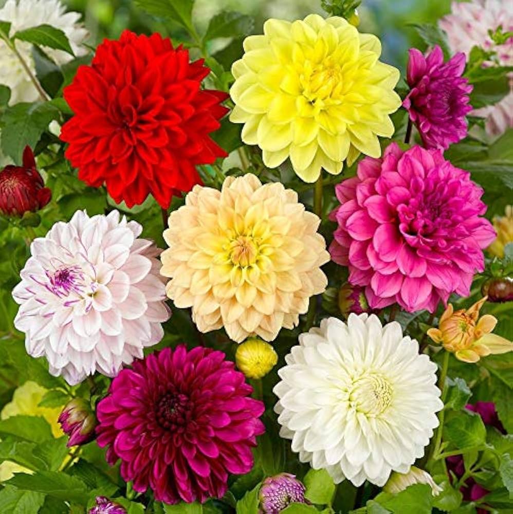 White Mix Dahlia Flower Seeds for Planting Compact Growth Heirloom & GMO Free Seeds for Home Garden
 
 Sale