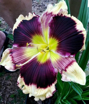 White Violet Hemerocallis Flower seeds for Planting - Compact Growth, Heirloom & GMO Free Seeds for Home Garden