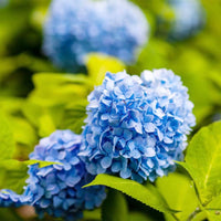Blue Hydrangea Flower seeds for Planting - Compact Growth, Heirloom & GMO Free Seeds for Home Garden