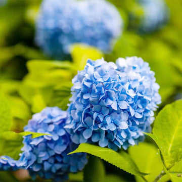 Blue Hydrangea Flower seeds for Planting - Compact Growth, Heirloom & GMO Free Seeds for Home Garden