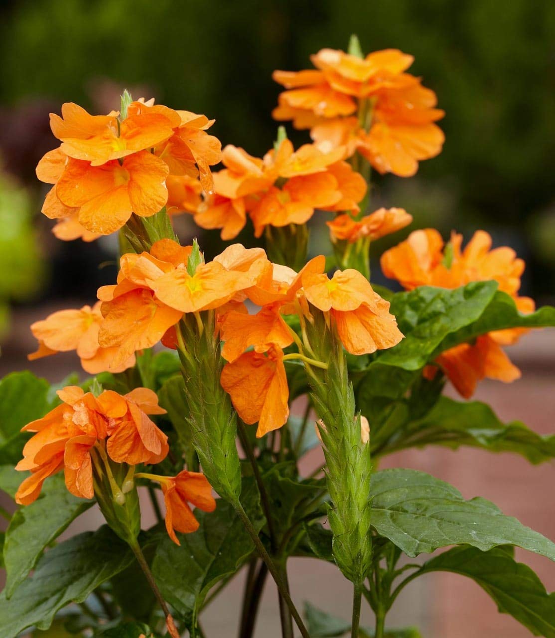Crossandra Semi Flower Seeds Planting Guide for Vibrant Blooms and Lush Greenery