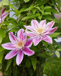 Pink Clematis Hybrid Flower seeds for Planting - Bright Blooms, Heirloom & GMO Free Seeds for Home Garden