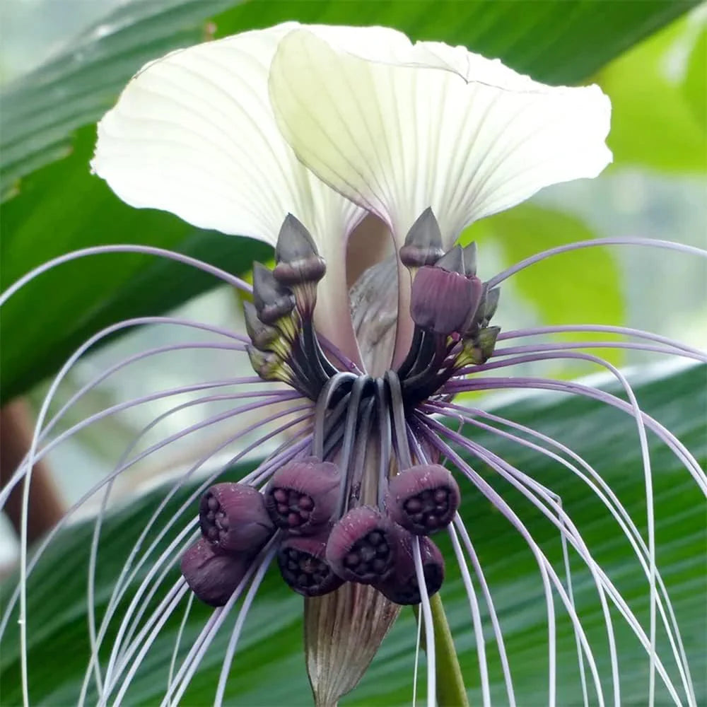White Tacca Nivea Plant Seeds for Planting  Seed for Unique and Exotic Blooms, Ideal for Adding Elegance to Your Garden