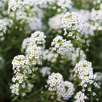 Carpet Flower seeds for Planting Colorful Display Heirloom & GMO Free Seeds for Home Garden