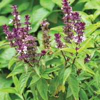 Basil Scented Flower seeds for Planting - Drought Tolerant, Heirloom & GMO Free Seeds for Home Garden