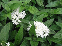 White Pentas Starla Flower seeds for Planting - Wildflower Mix, Heirloom & GMO Free Seeds for Home Garden
 
 Sale seeds for home garden