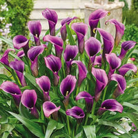 Calla Purple Flower seeds for Planting - Cottage Garden Essential, Heirloom & GMO Free Seeds for Home Garden