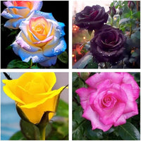 Rose Flower seeds for Planting Colorful Display Heirloom & GMO Free Seeds for Home Garden 
 
 Sale