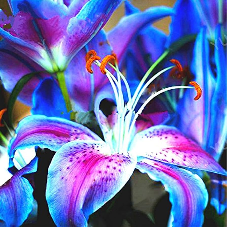 Rare Bonsai Lily Seeds with Pleasant Fragrance for Home Gardens