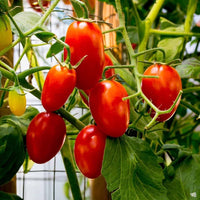Long Cluster Tomato Seeds for Planting Solanum lycopersicum for vegetable patches and home gardens