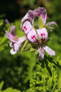 Rose Geranium Pelargonium Flower Seeds for Planting Cottage Garden Essential Heirloom & GMO Free Seeds for Home Garden
 
 Sale