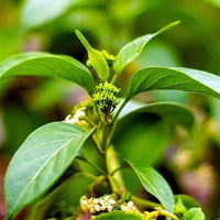 Gymnema Inodorum Flower seeds for Planting Fragrant Blossoms Heirloom & GMO Free Seeds for Home Garden