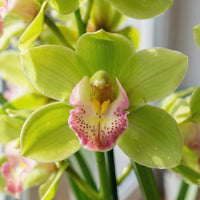 Green Phalaenopsis Flower seeds for Planting - Drought Tolerant, Heirloom & GMO Free Seeds for Home Garden