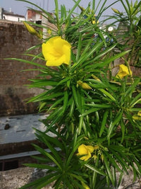 Yellow Alpine Bottlebrush Flower seeds for Planting - Hardy Variety, Heirloom & GMO Free Seeds for Home Garden