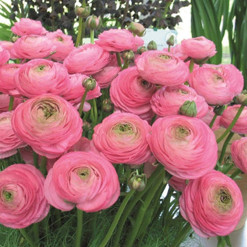 Light Pink Ranunculus Flower seeds for Planting - Pollinator Friendly, Heirloom & GMO Free Seeds for Home Garden