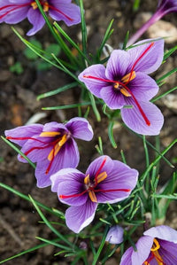 Purple Crocus Flower Seeds – Long Bloom Season Heirloom & NonGMO for Home Garden
 
 Sale