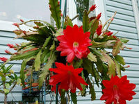 Epiphyllum Flower seeds for Planting - Cut Flower Favorite, Heirloom & GMO Free Seeds for Home Garden
