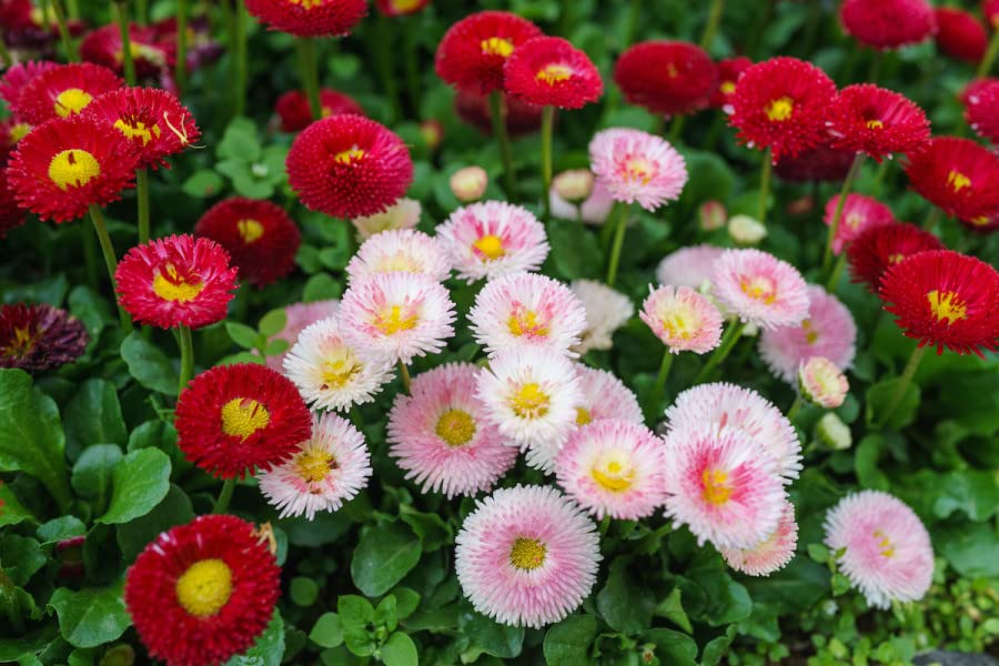 Margarita Roja Flower seeds for Planting - Compact Growth, Heirloom & GMO Free Seeds for Home Garden
 
 Sale