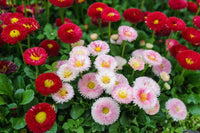 Margarita Roja Flower seeds for Planting - Compact Growth, Heirloom & GMO Free Seeds for Home Garden
 
 Sale