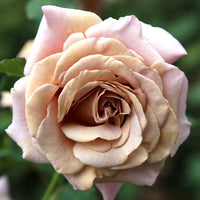 White Brown Rose Flower seeds for Planting Vibrant Colors Heirloom & GMO Free Seeds for Home Garden