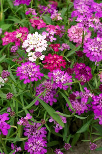 Mix Candytuft Flower Seeds for Planting - Colorful Annual Blooms for Vibrant Gardens