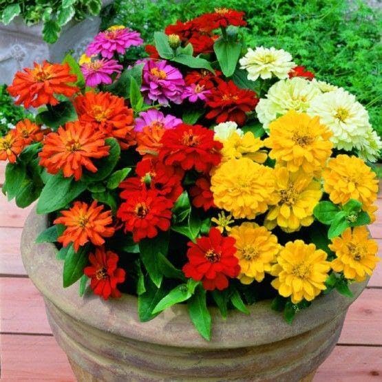 MultiColor Zinnia Flower seeds for Planting Easy to Grow Heirloom & GMO Free Seeds for Home Garden