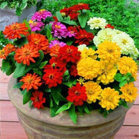MultiColor Zinnia Flower seeds for Planting Easy to Grow Heirloom & GMO Free Seeds for Home Garden