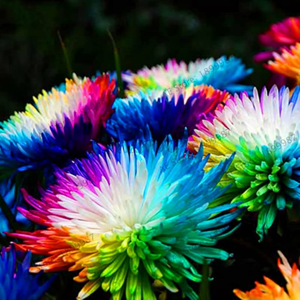 Rainbow Chrysanthemum Flower seeds for Planting - Fragrant Blossoms, Heirloom & GMO Free Seeds for Home Garden