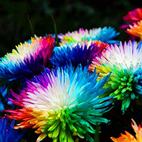 Rainbow Chrysanthemum Flower seeds for Planting - Fragrant Blossoms, Heirloom & GMO Free Seeds for Home Garden