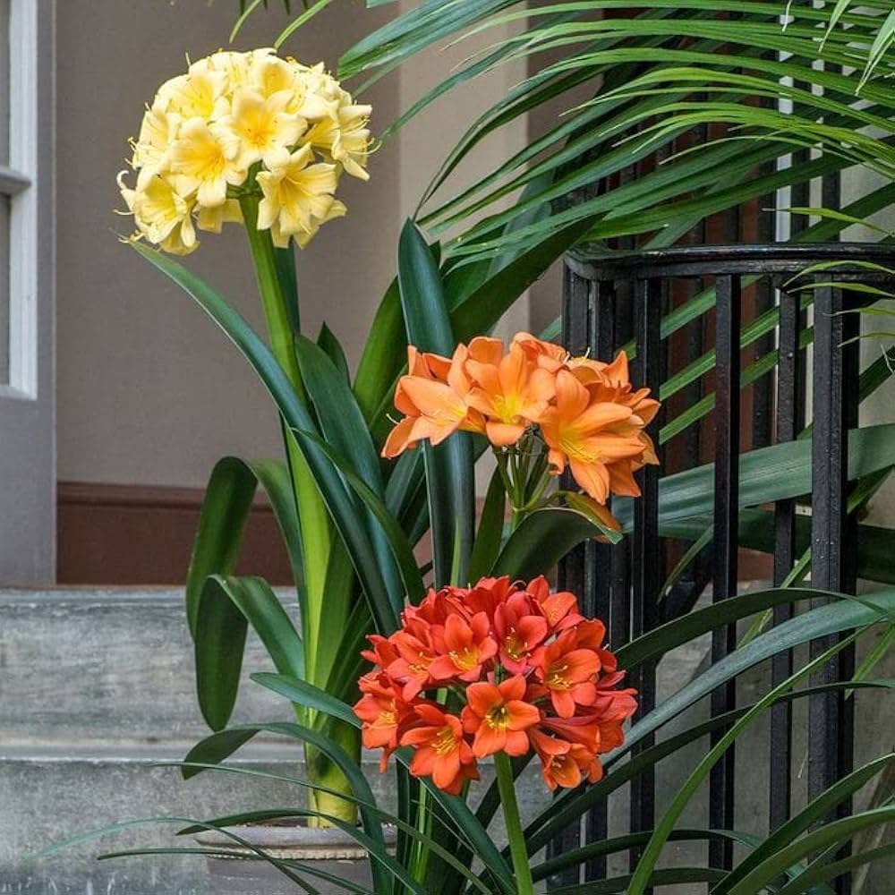 Mixed Clivia Flower seeds for Planting - Shade Tolerant, Heirloom & GMO Free Seeds for Home Garden