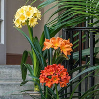 Mixed Clivia Flower seeds for Planting - Shade Tolerant, Heirloom & GMO Free Seeds for Home Garden