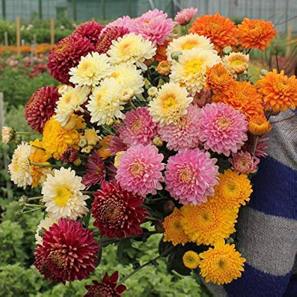 Heirloom Chrysanthemum Flower seeds for Planting Long Bloom Season Heirloom & GMO Free Seeds for Home Garden
