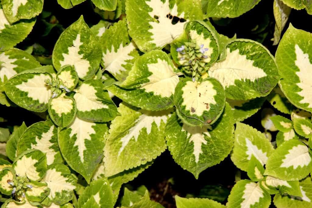 Green White Coleus Flower seeds for Planting - Bright Blooms, Heirloom & GMO Free Seeds for Home Garden
 
 Sale seeds for home garden
