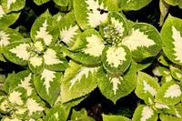 Green White Coleus Flower seeds for Planting - Bright Blooms, Heirloom & GMO Free Seeds for Home Garden
 
 Sale seeds for home garden