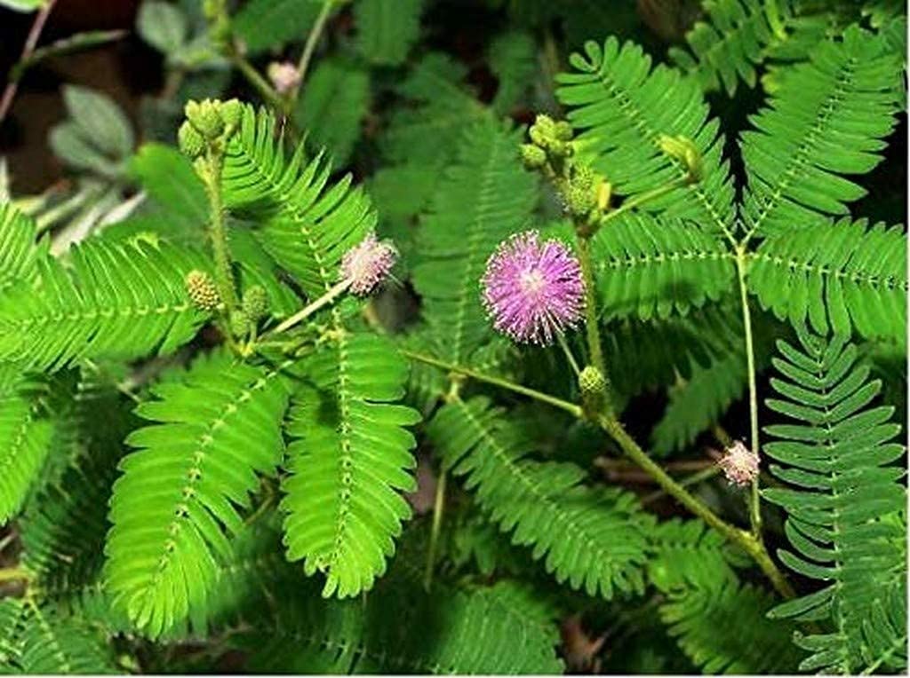 Mimosa Pudica, Touch me not, Lajalu, Sensitive Plant seeds for Planting - Cut Flower Favorite, Heirloom & GMO Free Seeds for Home Garden