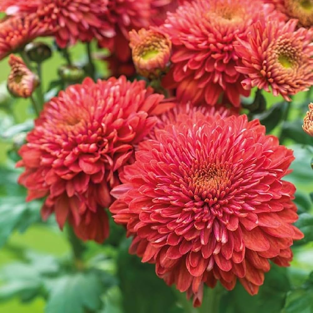 Chrysanthemum Seeds for Planting Chrysanthemum Morifolium flower bed autumn garden
