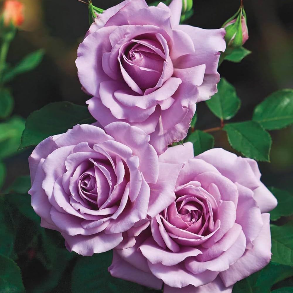 Lavender Rose Flower seeds for Planting Shade Tolerant Heirloom & GMO Free Seeds for Home Garden