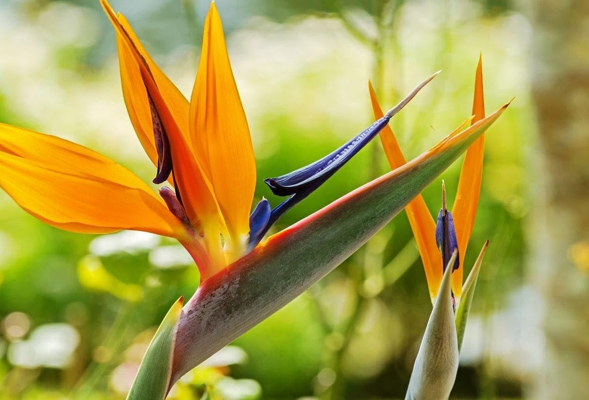 Orange Violet Strelitzia Flower seeds for Planting - Compact Growth, Heirloom & GMO Free Seeds for Home Garden