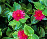Aptenia Flower seeds for Planting Cottage Garden Essential Heirloom & GMO Free Seeds for Home Garden