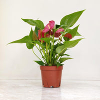Exotic Anthurium Flower Seeds for Planting | Grow Stunning Tropical Blooms