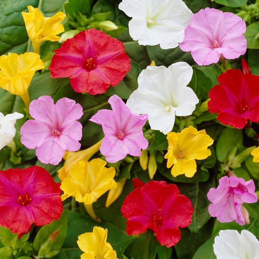 Mixed Mirabilis Jalapa Flower Seeds for Planting  Fragrant Annual Blooms for Your Garden.
