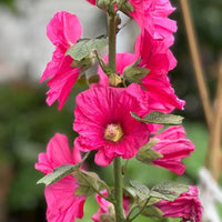 Pink Hollyhock Flower seeds for Planting Colorful Display Heirloom & GMO Free Seeds for Home Garden
 
 Sale