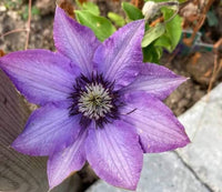 Purple Clematis Flower seeds for Planting Long Bloom Season Heirloom & GMO Free Seeds for Home Garden
