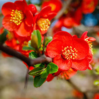 Red Quince Flower seeds for Planting Wildflower Mix Heirloom & GMO Free Seeds for Home Garden 
 
 Sale