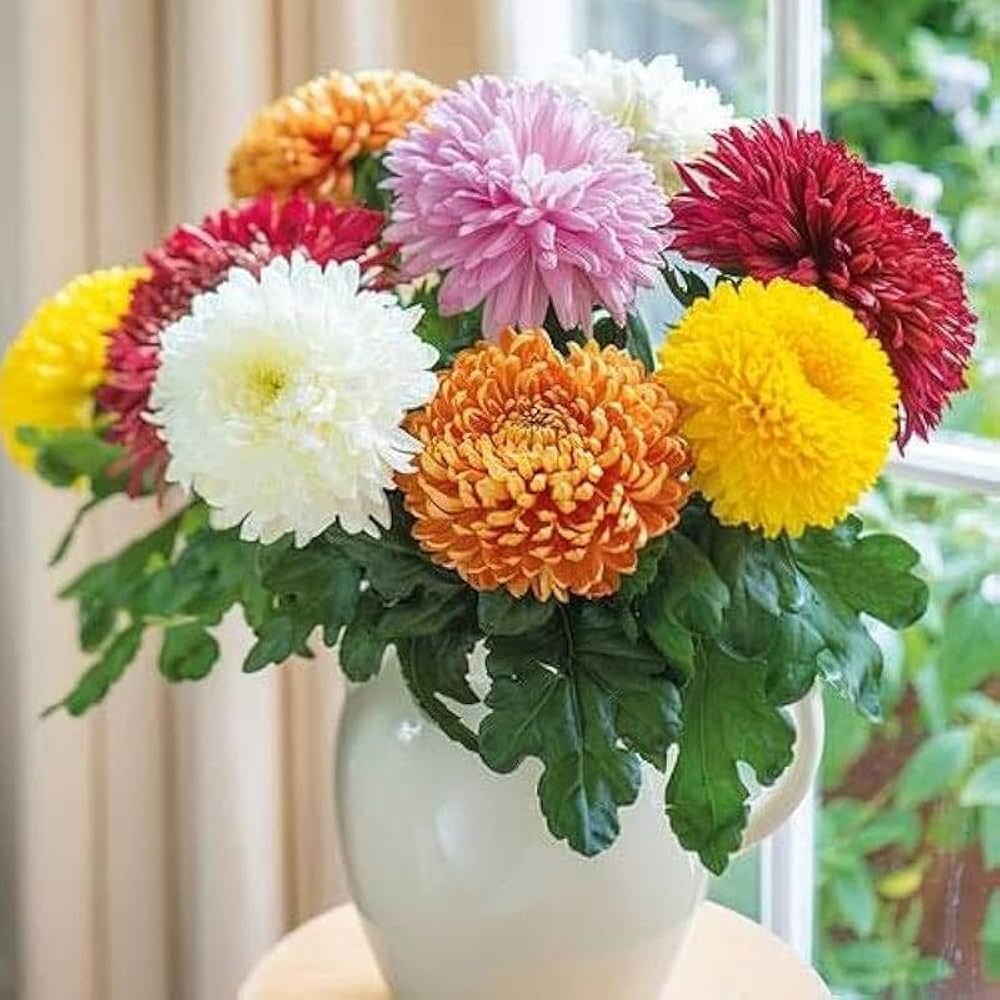 Heirloom Chrysanthemum Flower seeds for Planting Long Bloom Season Heirloom & GMO Free Seeds for Home Garden