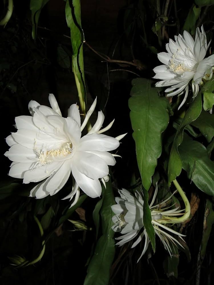 Cereus Flower seeds for Planting - Perfect for Borders, Heirloom & GMO Free Seeds for Home Garden