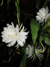 Cereus Flower seeds for Planting - Perfect for Borders, Heirloom & GMO Free Seeds for Home Garden