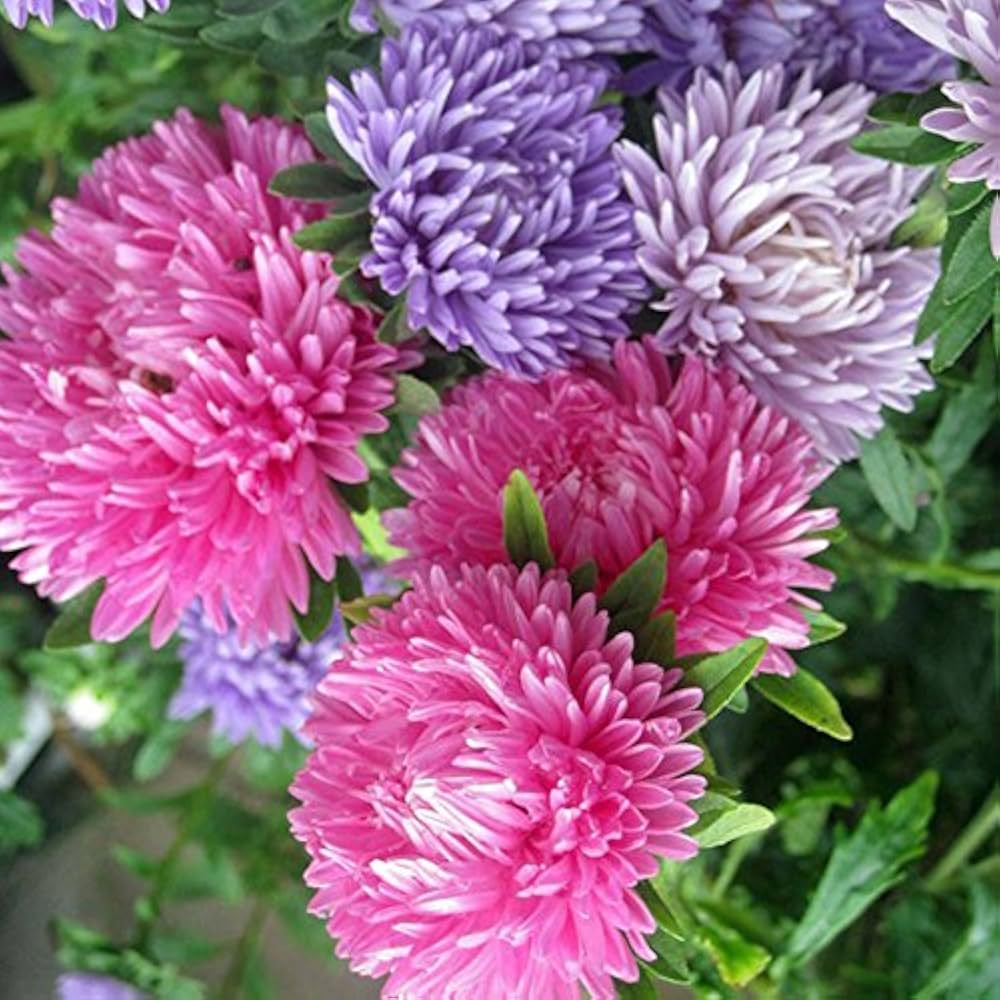 Multi Asters Giants Flower seeds for Planting - Cut Flower Favorite, Heirloom & GMO Free Seeds for Home Garden